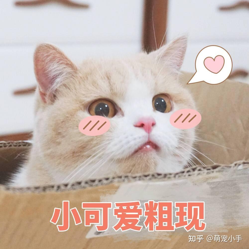 被称为“傻猫”的，有这6个迹象，希望没你家的 - 知乎