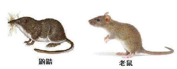 在进化史上有没有特别有趣或者奇葩的进化? - 知乎