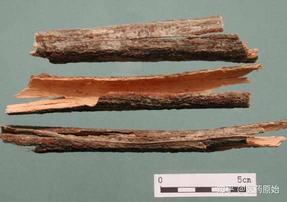 带你识别合欢皮