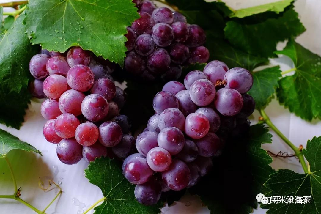 几个月开始吃葡萄 v2-51106bce86e4f566926942c490bf1853_r.jpg
