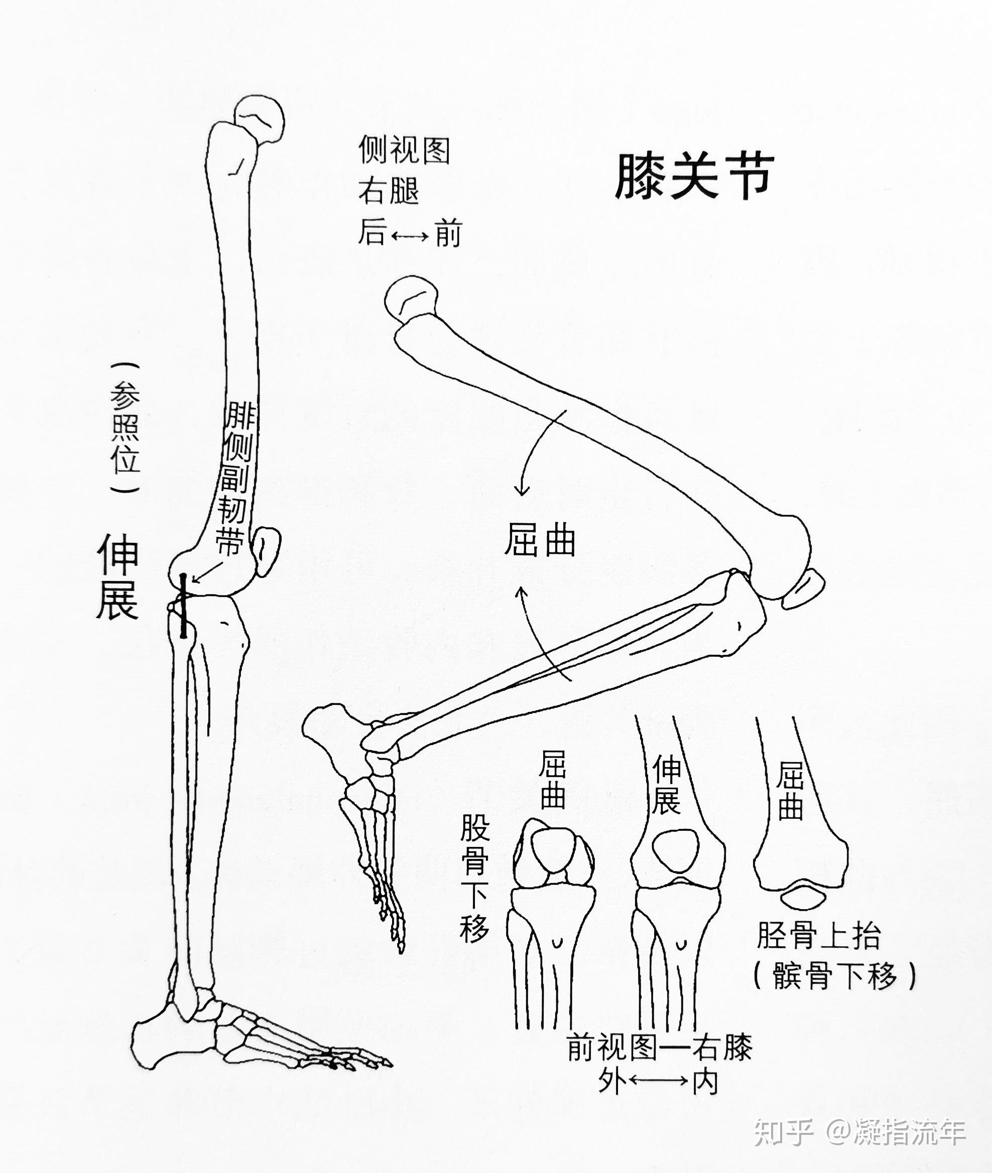 下肢骨 手绘图图片