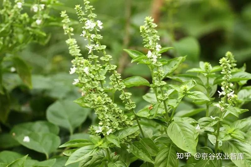 平平无奇的植株罗勒,凭什么能成为“帝王之草”? - 知乎