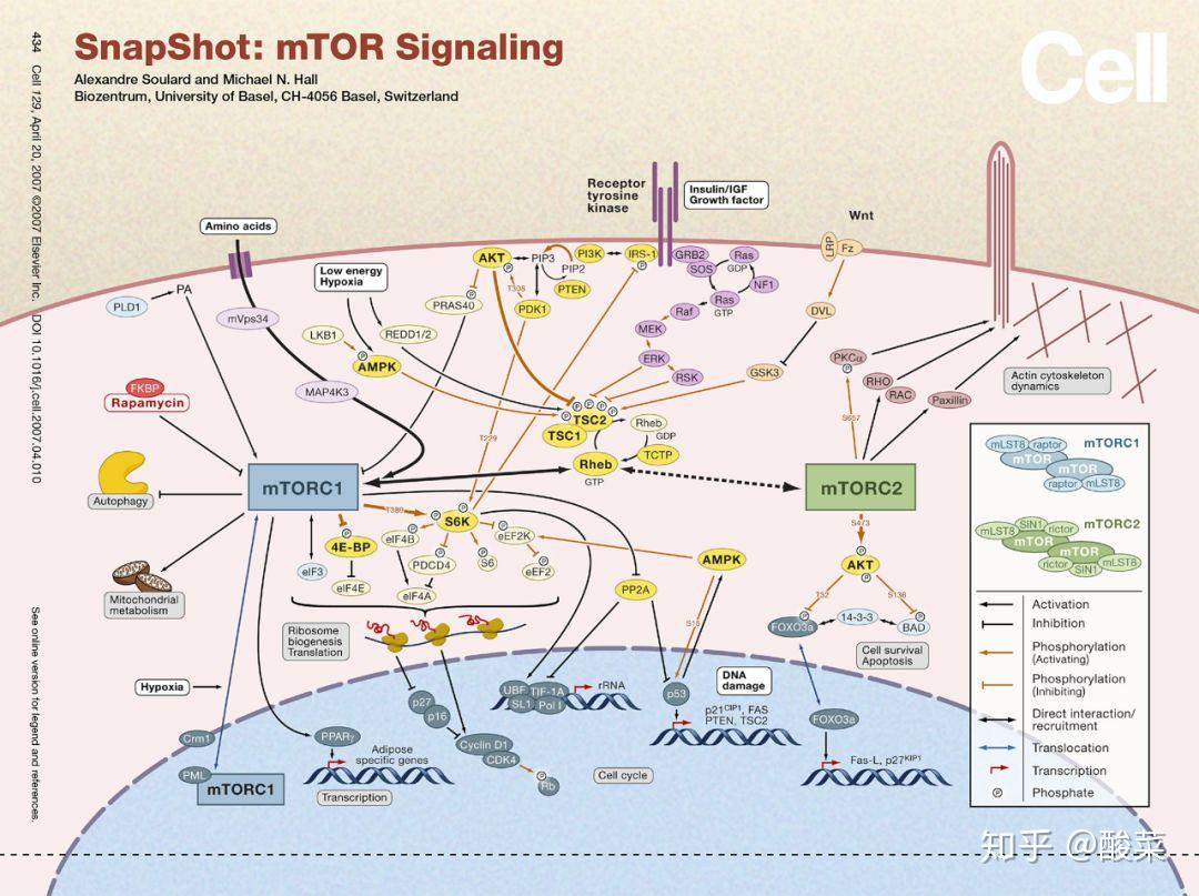 经典信号通路总结——PI3K/AKT/mTOR信号通路- 知乎