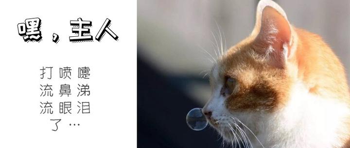 猫鼻支2 1 疱疹病毒感染 打喷嚏 流鼻涕 流眼泪 溃疡性角膜炎 泛昔洛韦 知乎 猫鼻支2 1 疱疹病毒感染 打喷嚏 流鼻涕 流眼泪 溃疡性角膜炎 泛昔洛韦 知乎