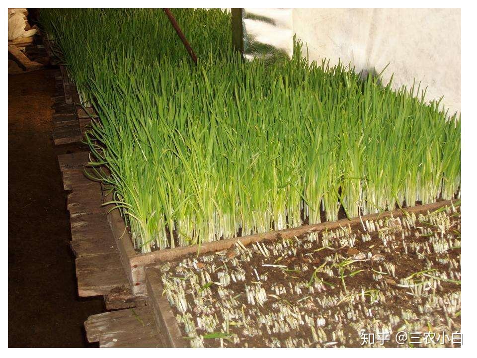 蒜黄种植需要注意哪些方面？学会这六项小技巧，产量足够撑过疫情 - 知乎