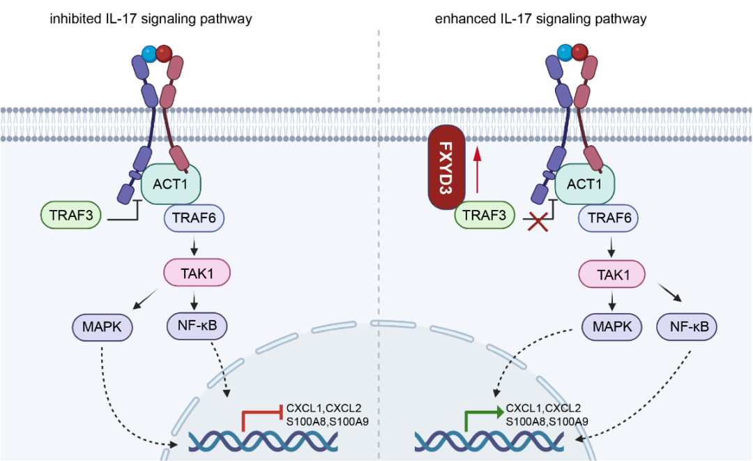 Cell mol immunol fxyd3 il 17 