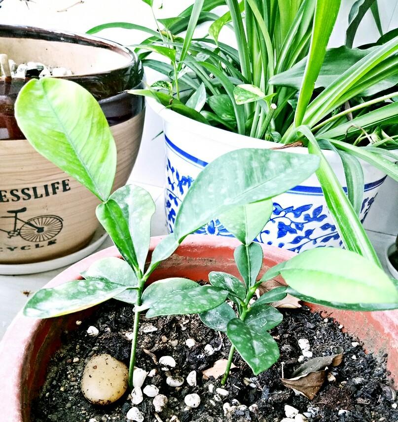 柚子种植日记 柚子盆栽 知乎 柚子种植日记 柚子盆栽 知乎