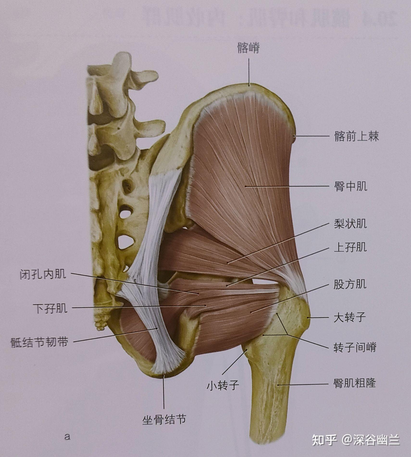 图4-9 骶骨-临床解剖学-医学