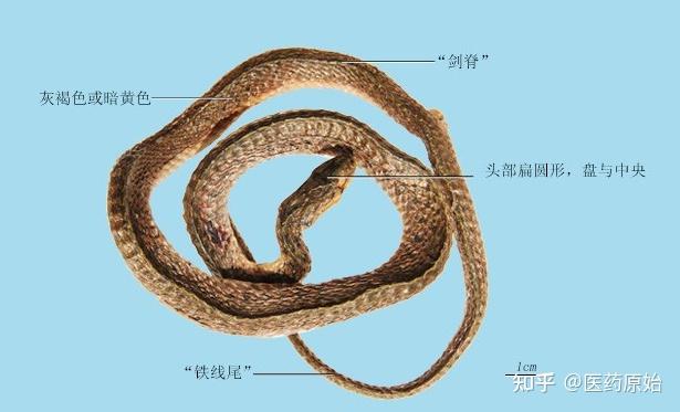 带你识别乌梢蛇 - 知乎