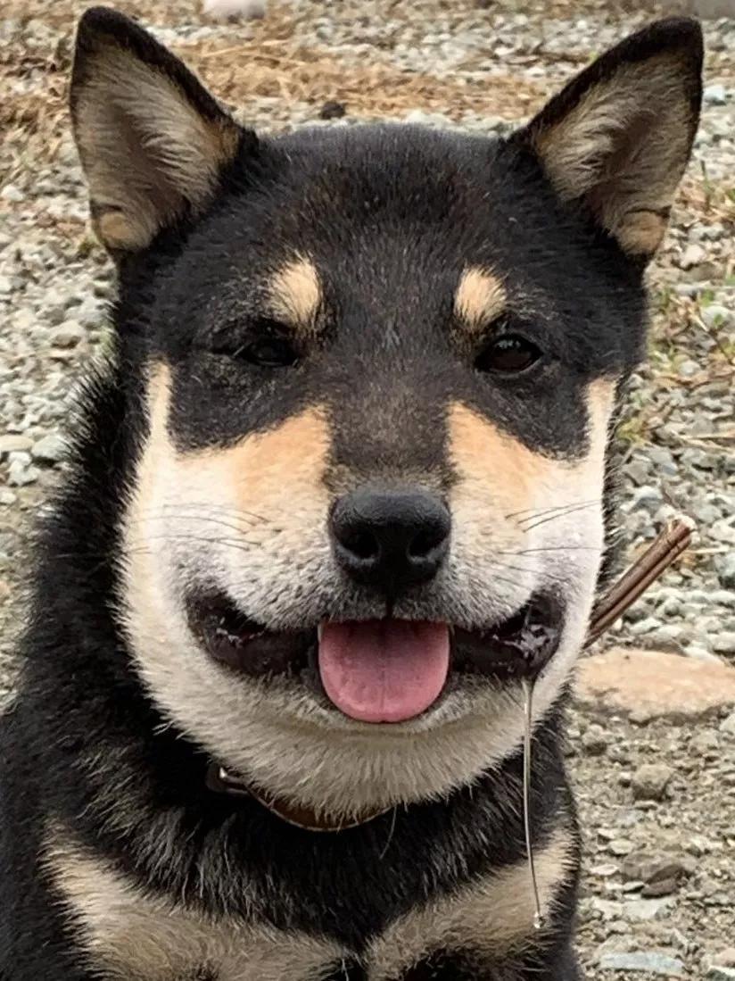 柴犬放风回来脸肿了3倍铲屎官你是谁