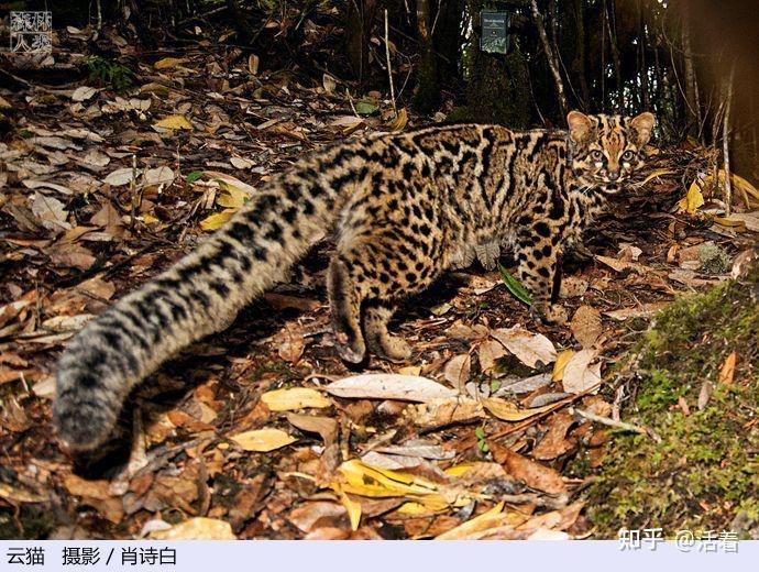 中国古代四大名猫