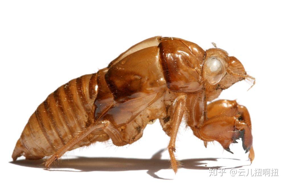 《叮咚民艺》——几味中药,治治你的"不开心病"---毛猴孙 - 知乎