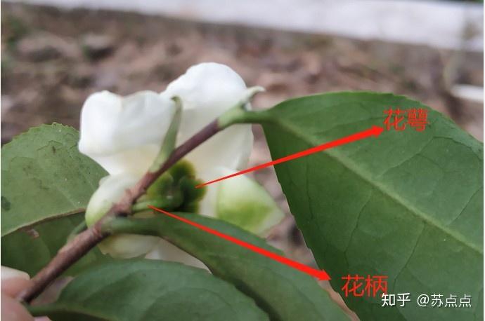 茶树花的生理生化特征及其综合性利用(上) - 知乎