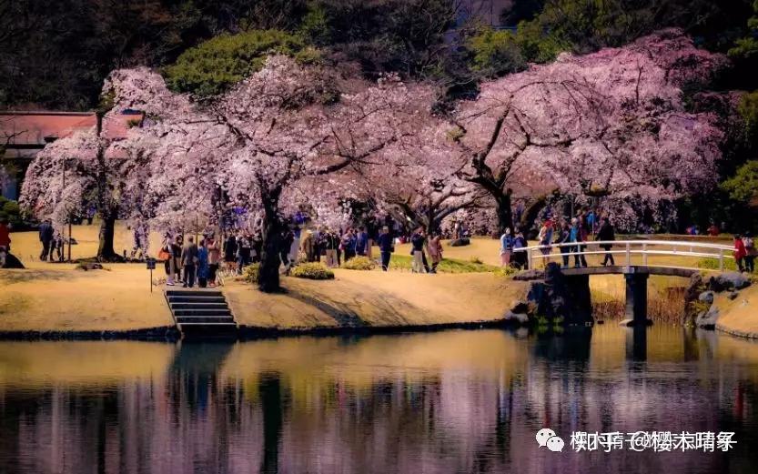 东京赏樱圣地——六义园 知乎