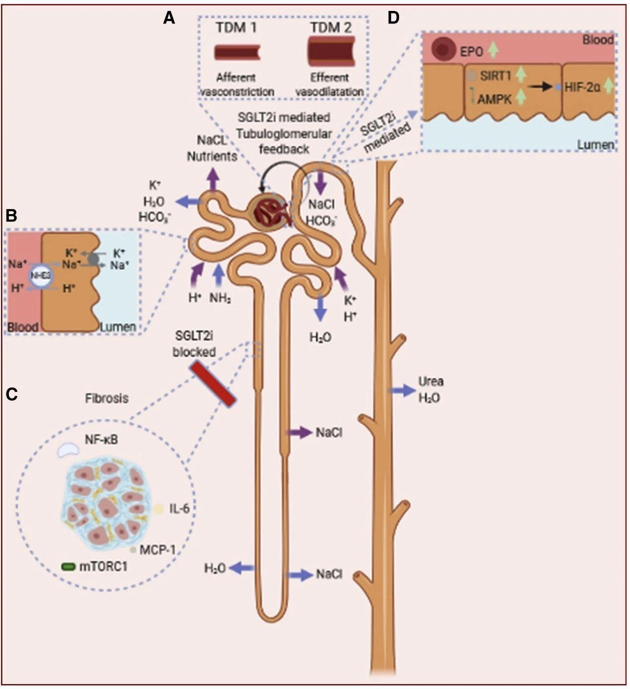 sglt-2抑制剂心肾获益机制:从肾脏说起 - 知乎