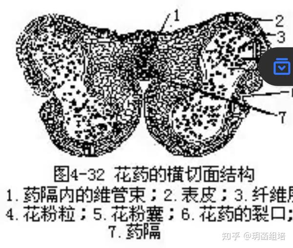 植物组织培应用操作关键技术 知乎