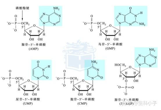 核糖核苷酸结构图片