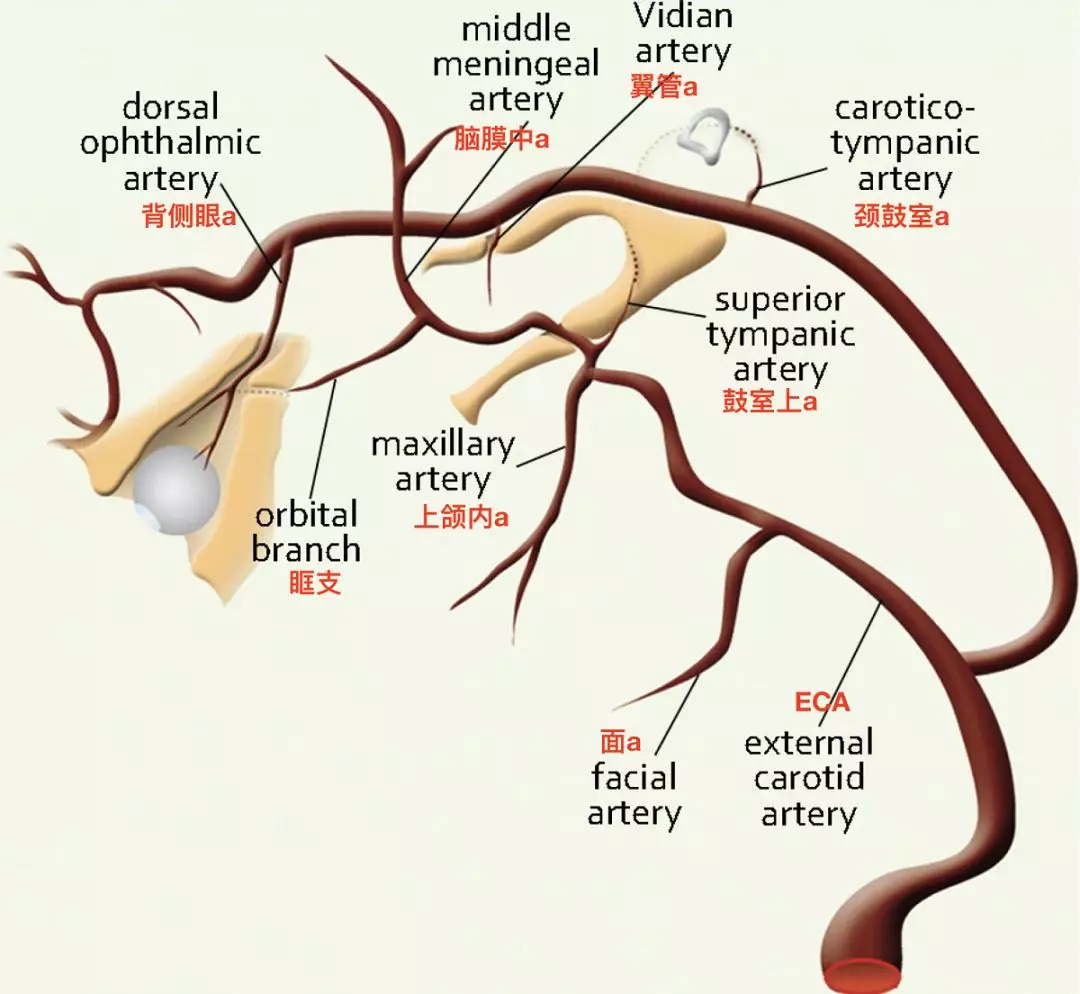 颌内动脉图片