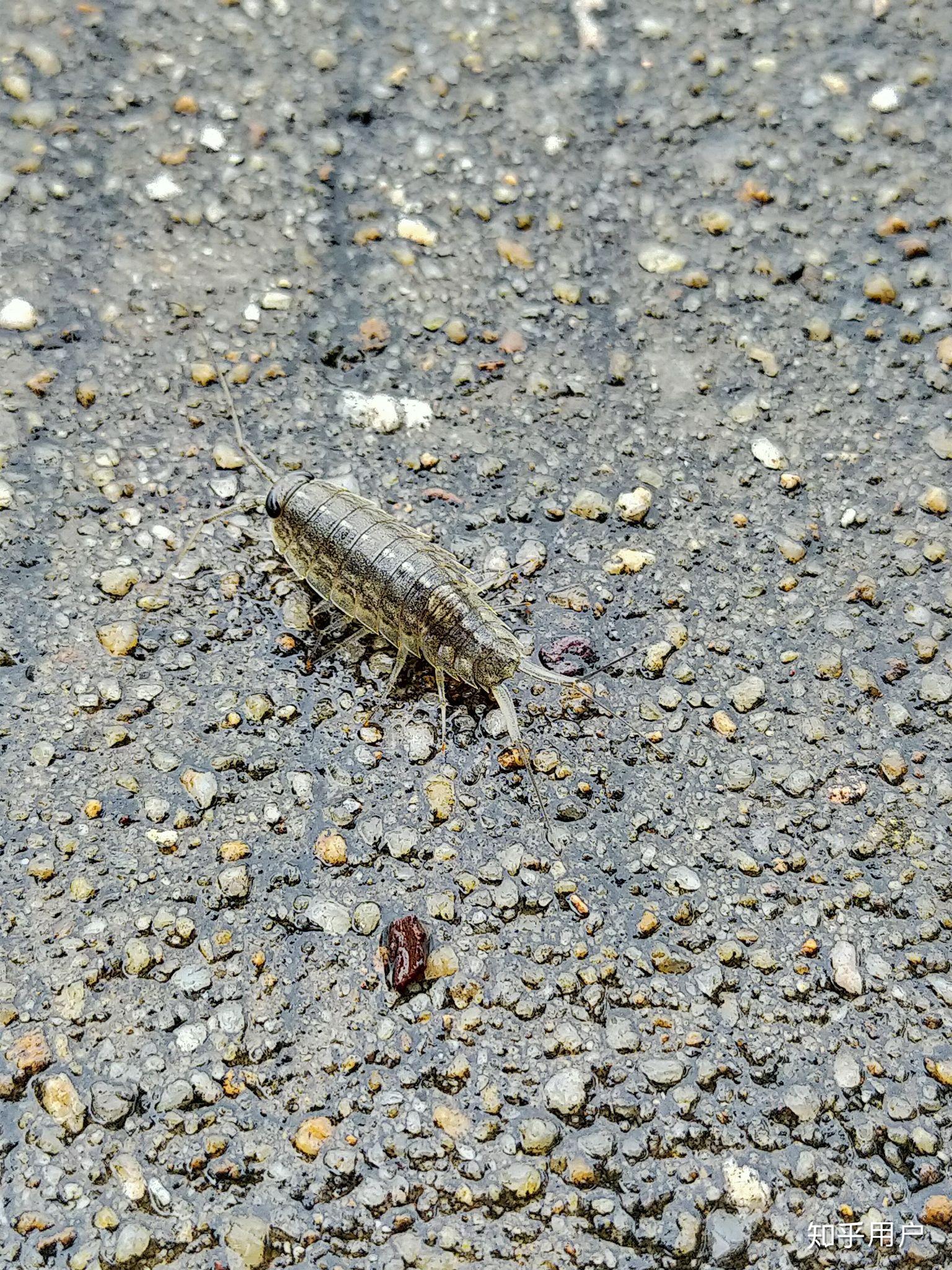 有谁认识这海边的小虫子海边的有很多移动速度很快头部和尾部都有触须