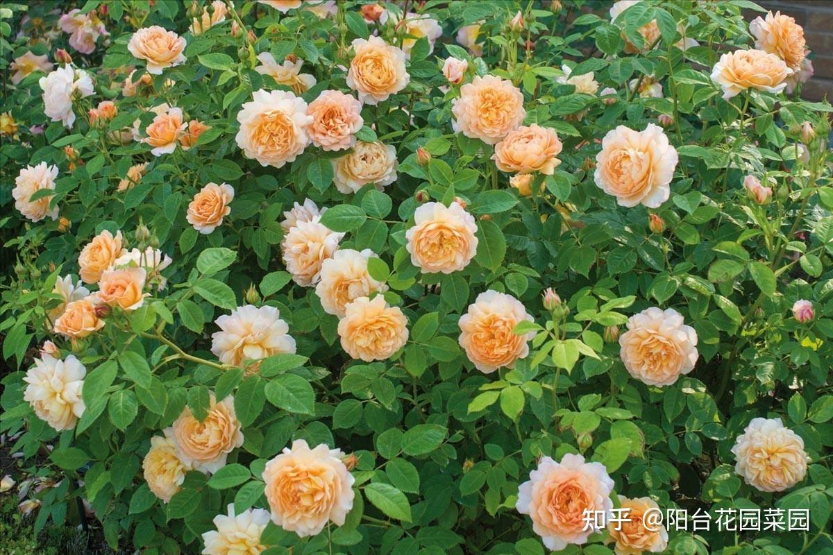 7月养月季,叶子落光光,扔了太可惜,4招让它"起死回生" - 知乎