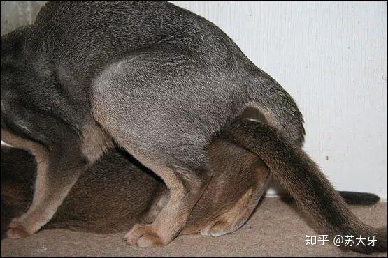 图解:公猫与母猫交配技术