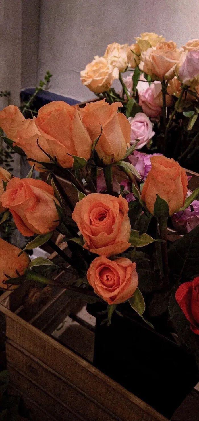 6.24 |高级感ins风的玫瑰手机壁纸