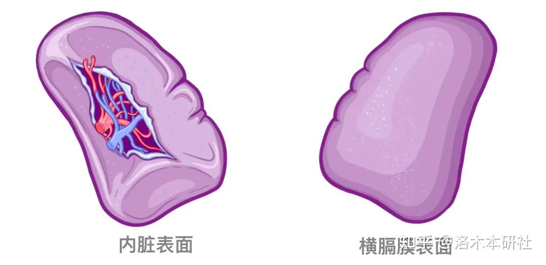 解剖学基础——腹部内脏篇（胰腺和脾脏） - 知乎