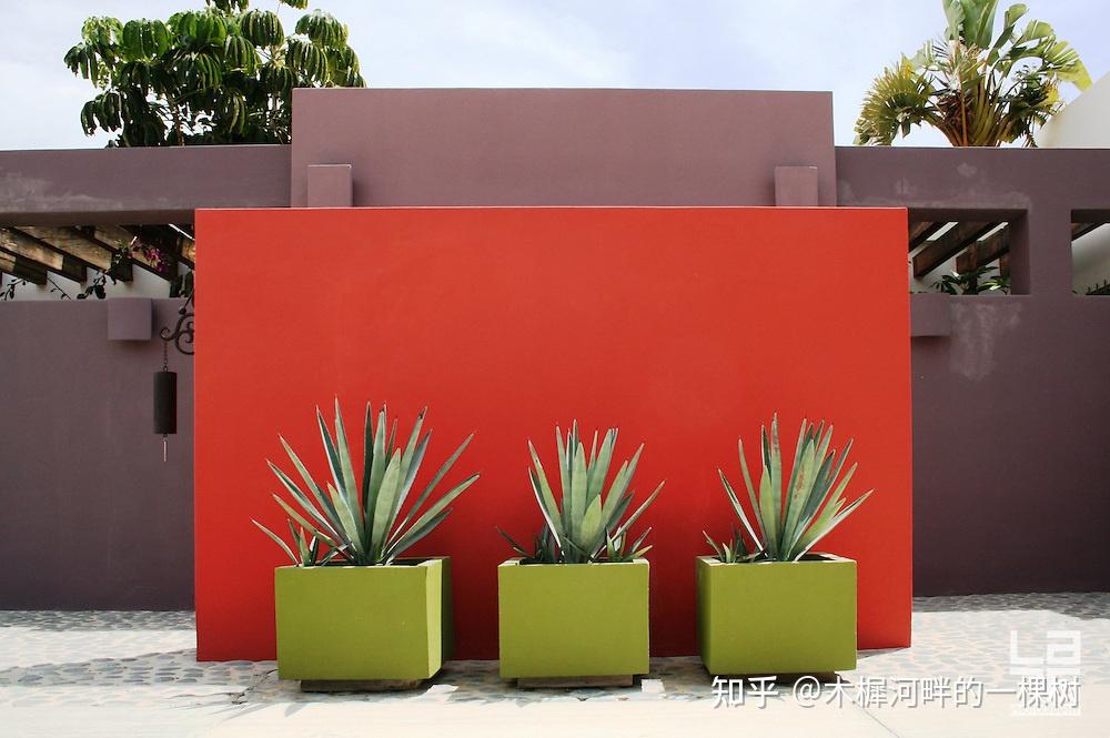 夸张色彩背景下迷人的植物 - 知乎