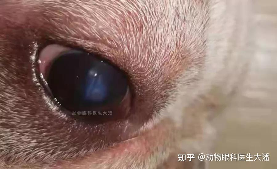 狗狗蓝眼病原因之一:角膜溃疡引起角膜水肿(角膜变蓝,变白)