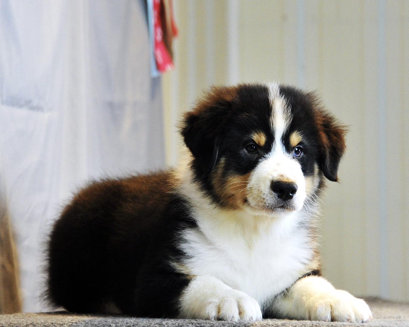 带你认识澳洲牧羊犬