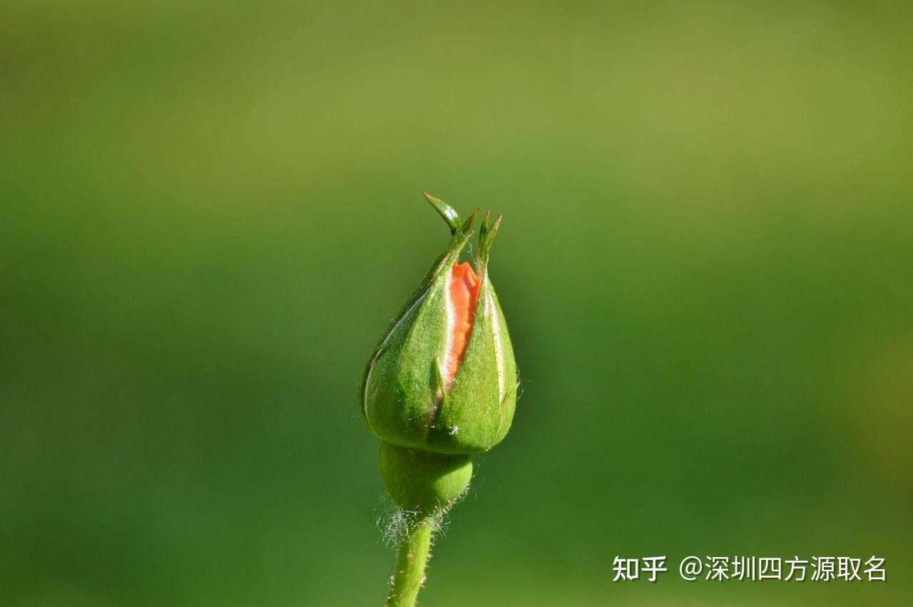 槿字取名,美彦多姿,清丽优雅 - 知乎