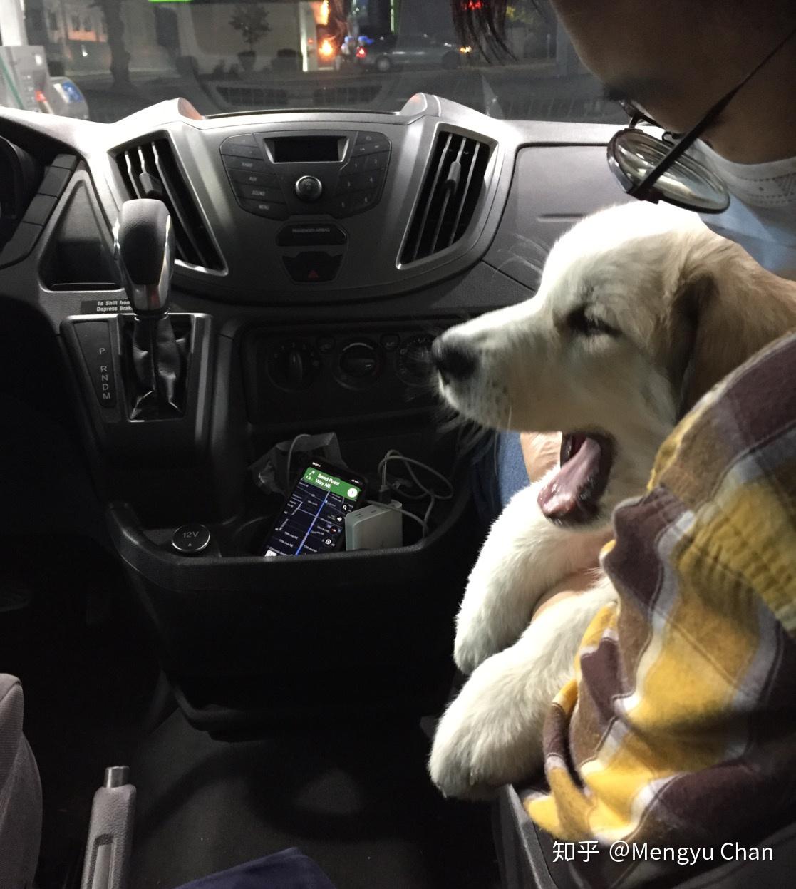 大白熊犬阿棉的日常
