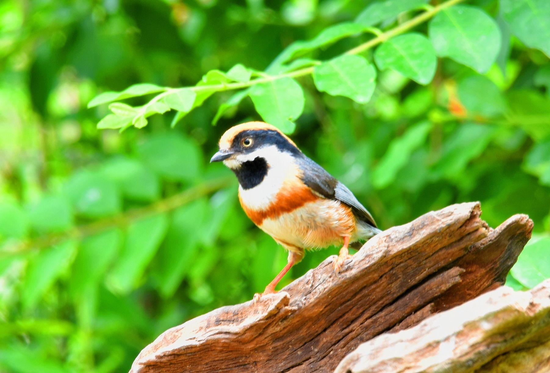 山雀动物精灵鸟