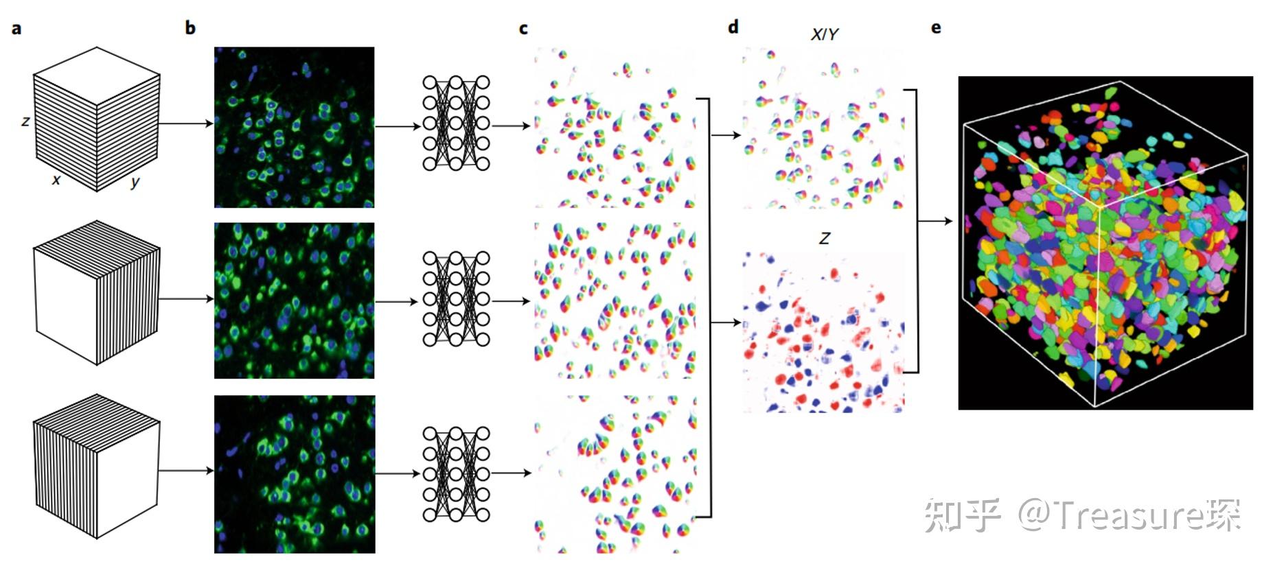 Cellpose——3D细胞分割 - 知乎
