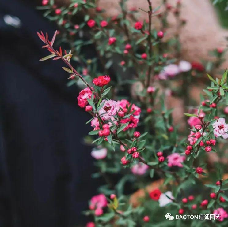 冬日里的红火开花的松红梅,掌握养护要点,开花满枝头 - 知乎