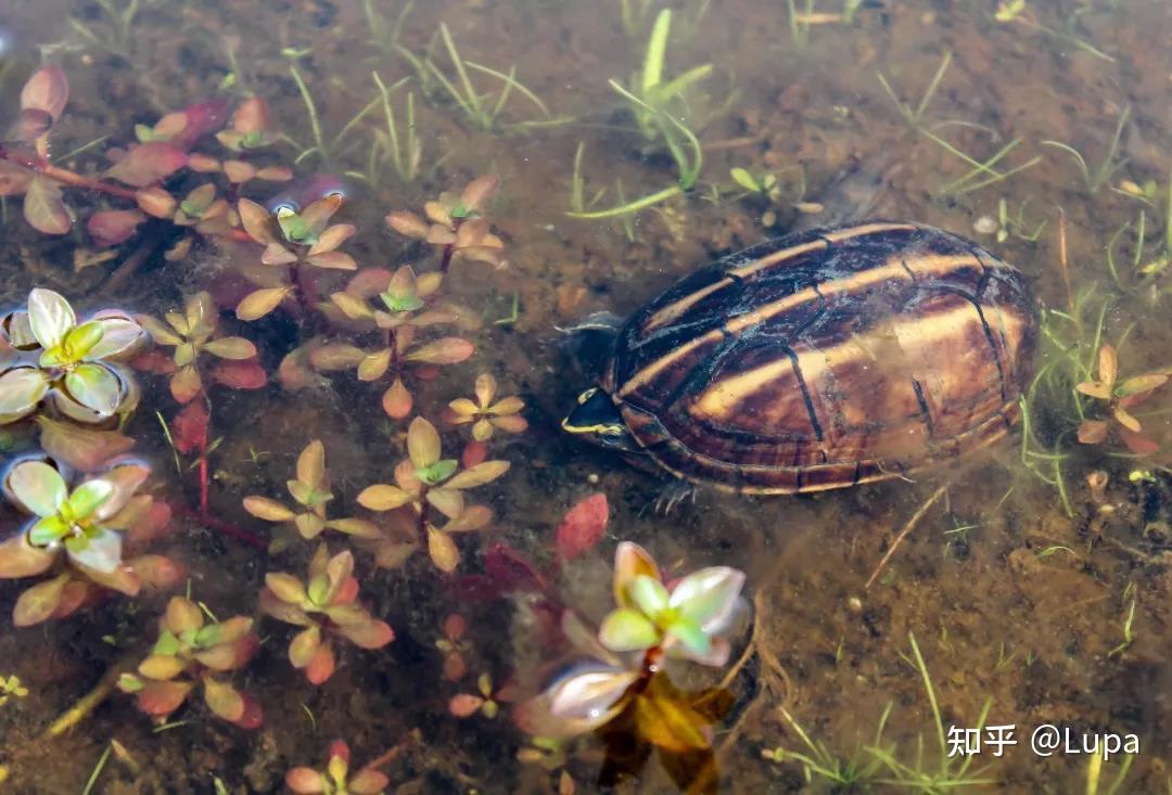 按价格排序常见观赏龟类推荐（水龟篇） - 知乎