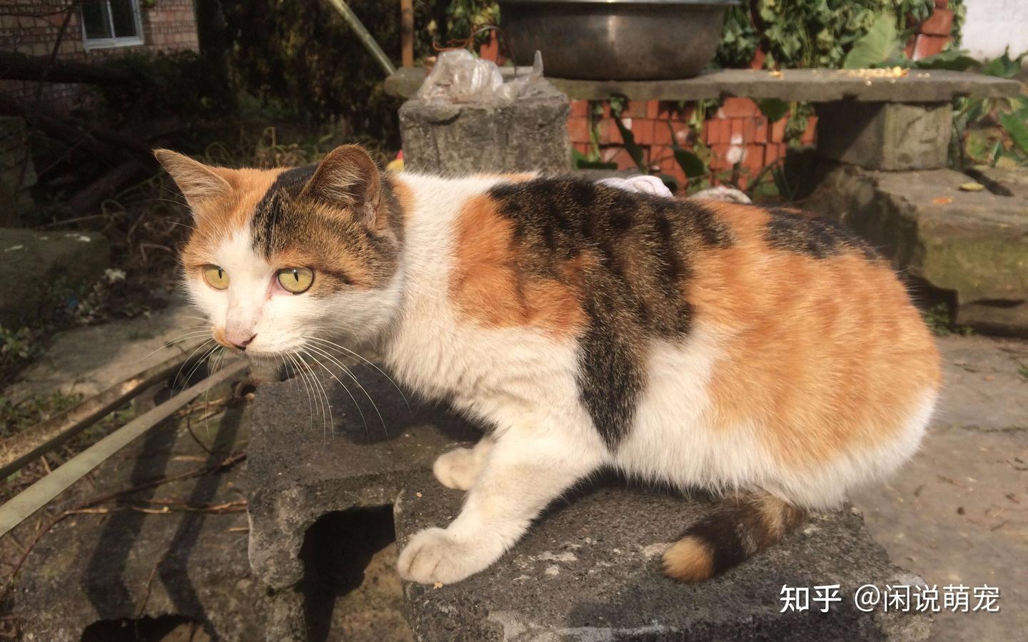为什么说三花猫是猫界女神？猫界“刘亦菲”是否属实？ - 知乎