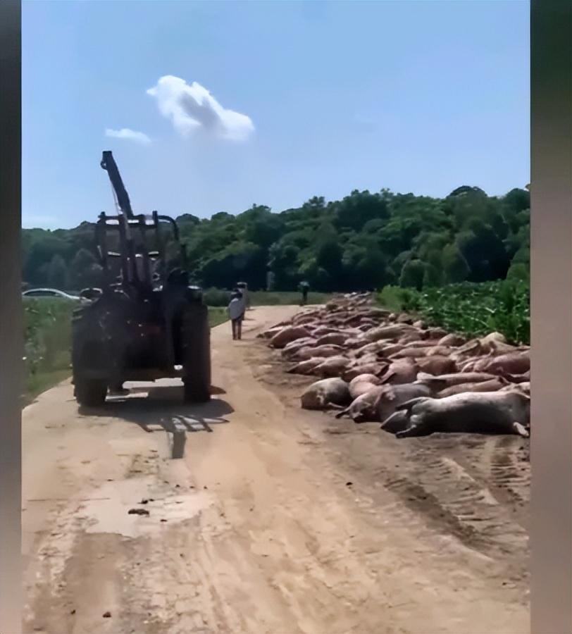 刘女士作为饲养着1000多头猪的养猪大户,还是扶贫户,一不买商业保险