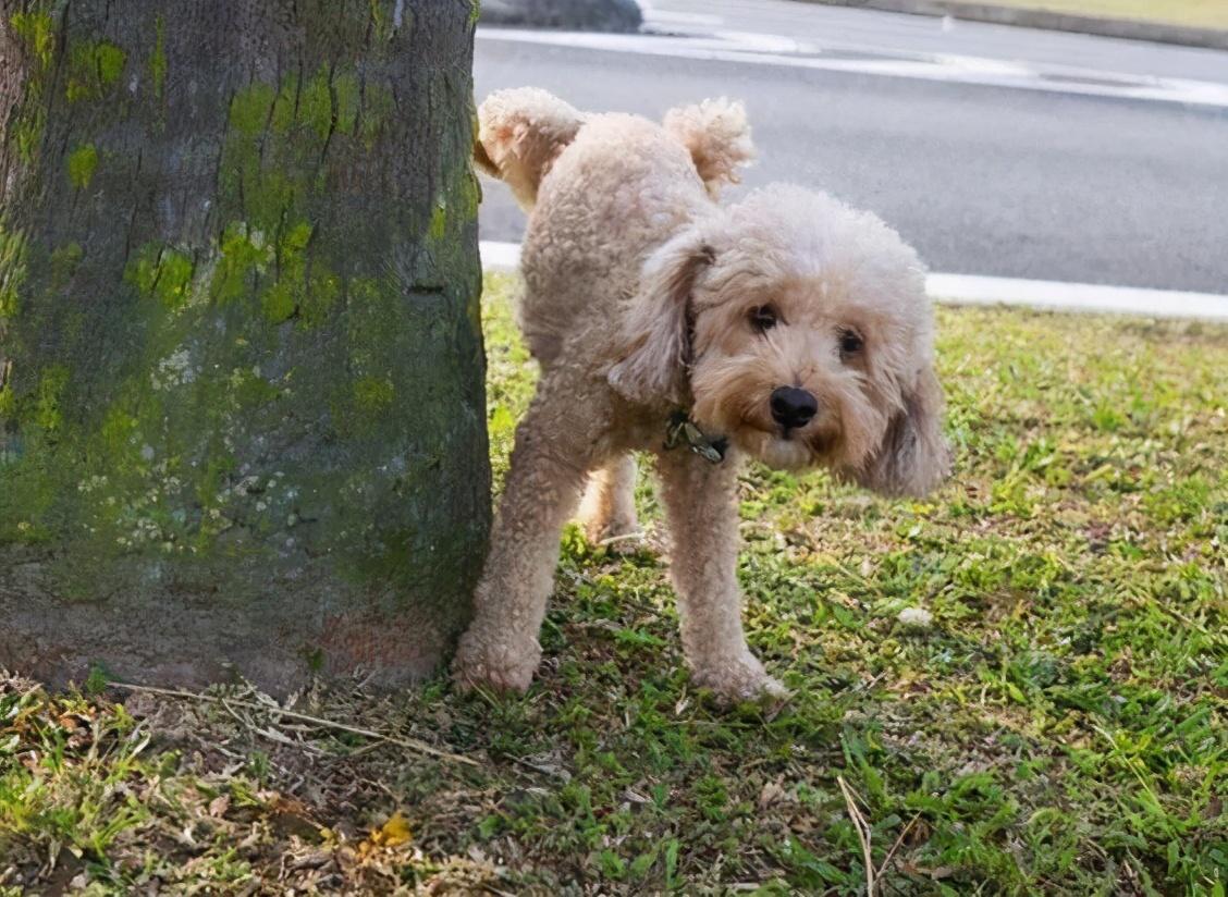 狗狗这几个部位别乱摸小心被咬你犯错了吗