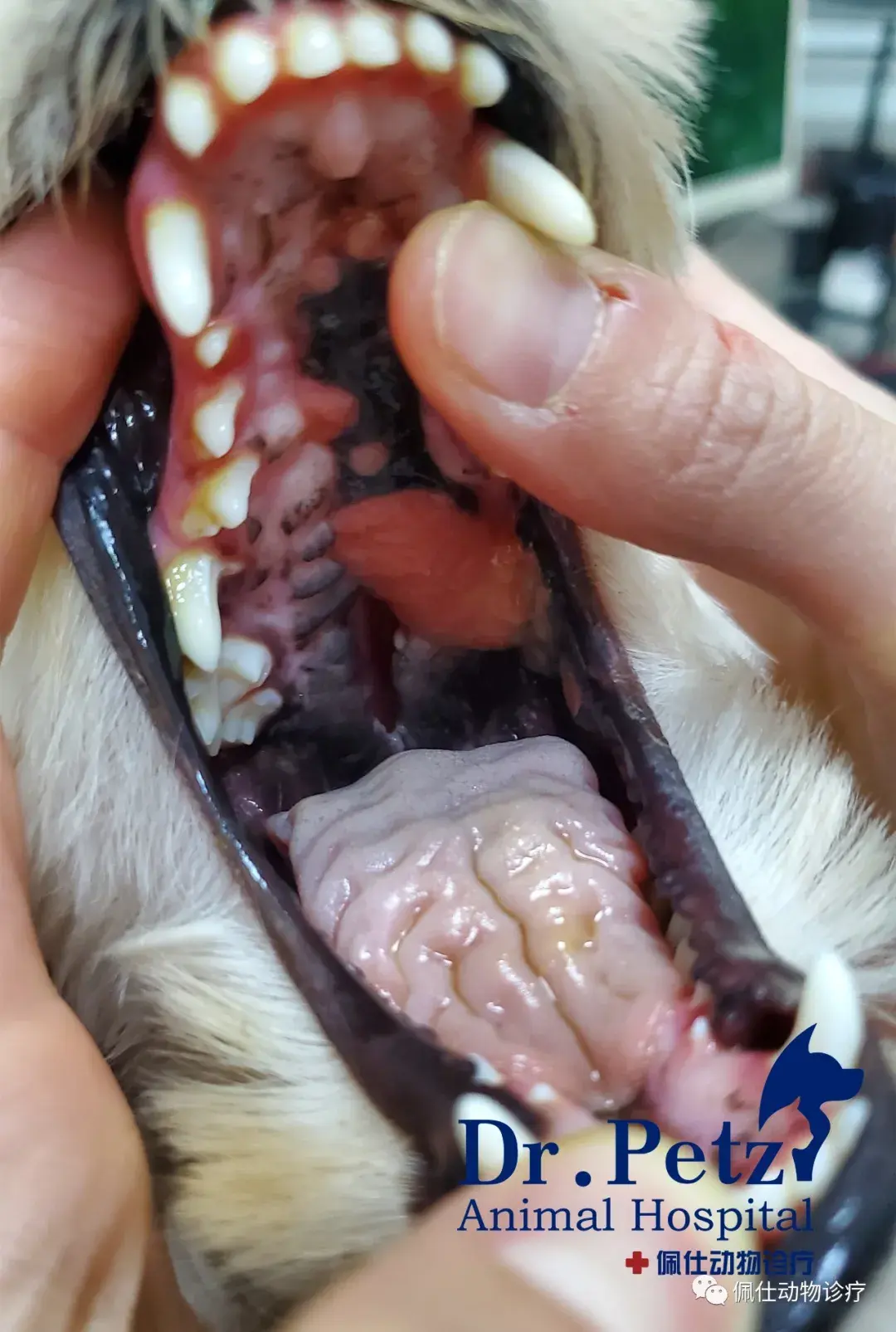 当医生翻开狗狗的嘴巴时,扎扎实实地被惊讶到了—— 修补后的上颚