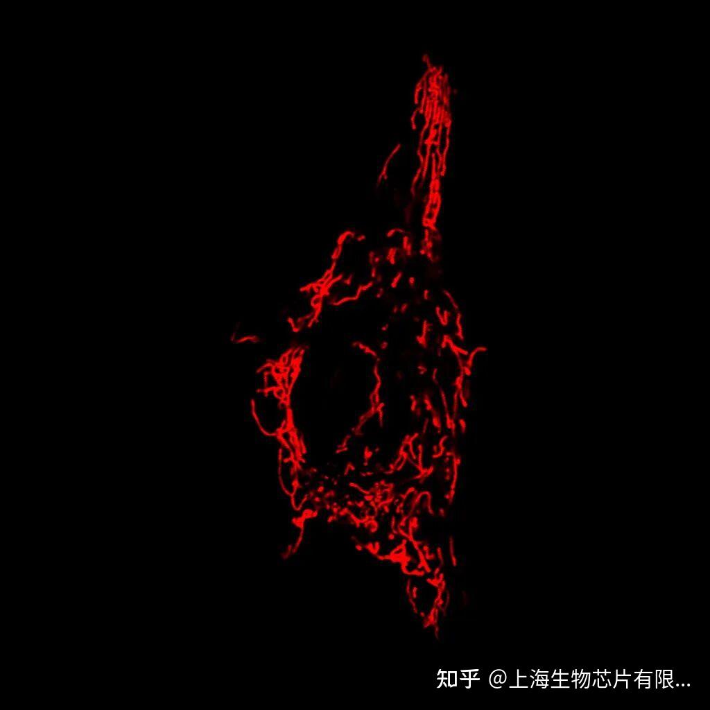 Dapi 405 亚细胞结构超高分辨显微成像系列——高尔基体 - 知乎