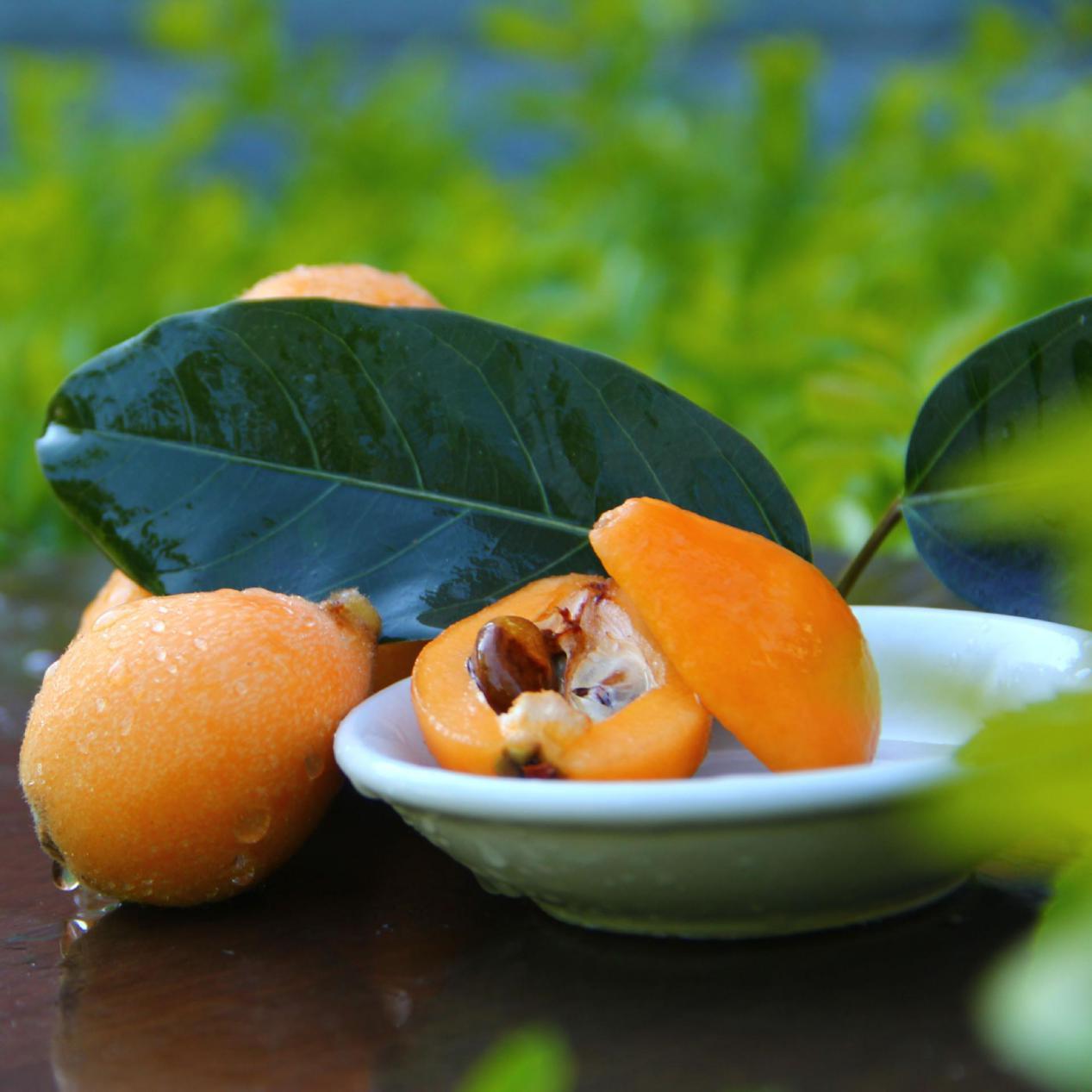 枇杷全身是宝选对吃对更重要这些你知道吗