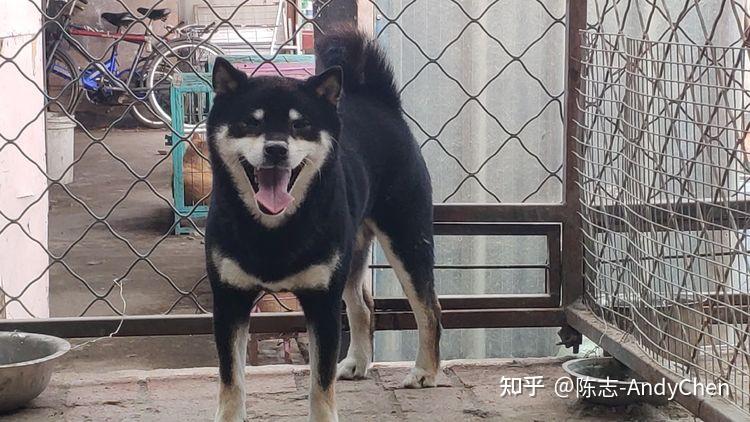 第五看耳朵,黑柴的耳朵很厚实,其次是它的豆豆眉,黑柴的豆豆眉是很