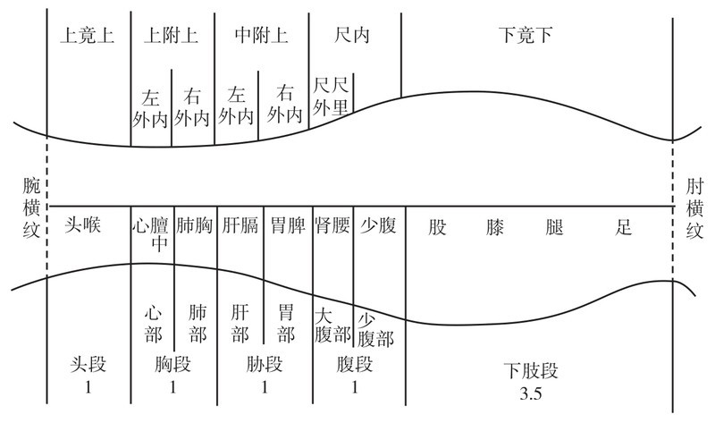 尺肤的部位图片