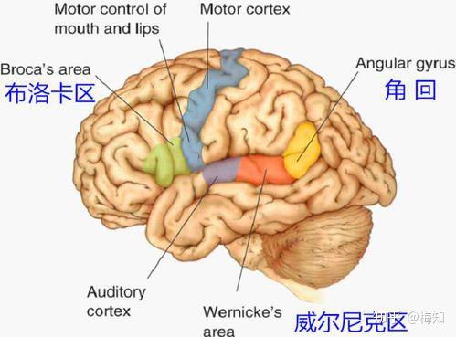 《普通心理学》-第十一章言语-练习题 - 知乎