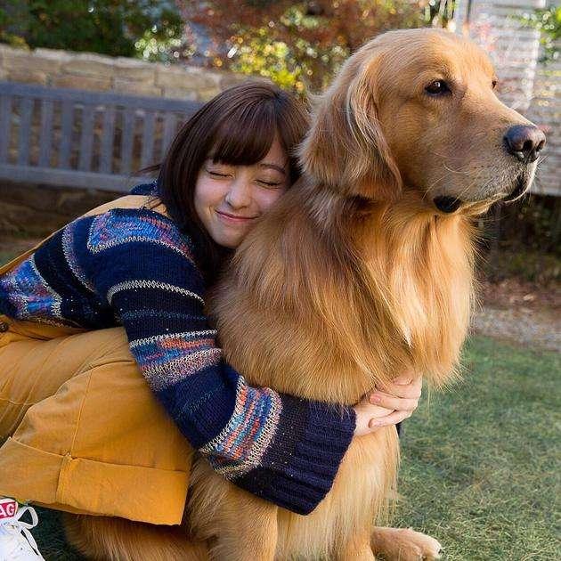 狗狗对主人的爱有深有浅分5个等级你是几级