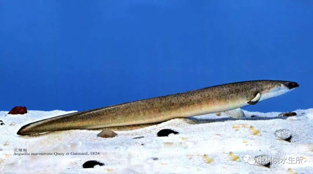 和外来鱼类)花鳗鲡(anguillamar morata)又名溪鳗,雪鳗,在朝鲜,日本