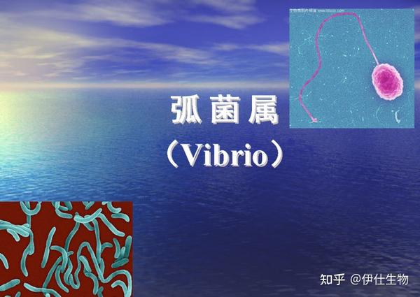 夏季高发！吃完海鲜肚子疼？小心副溶血性弧菌感染！ - 知乎