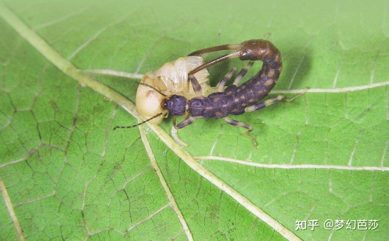 蠼螋,俗称耳夹子虫,剪刀虫,英文叫做earwigs - 知乎