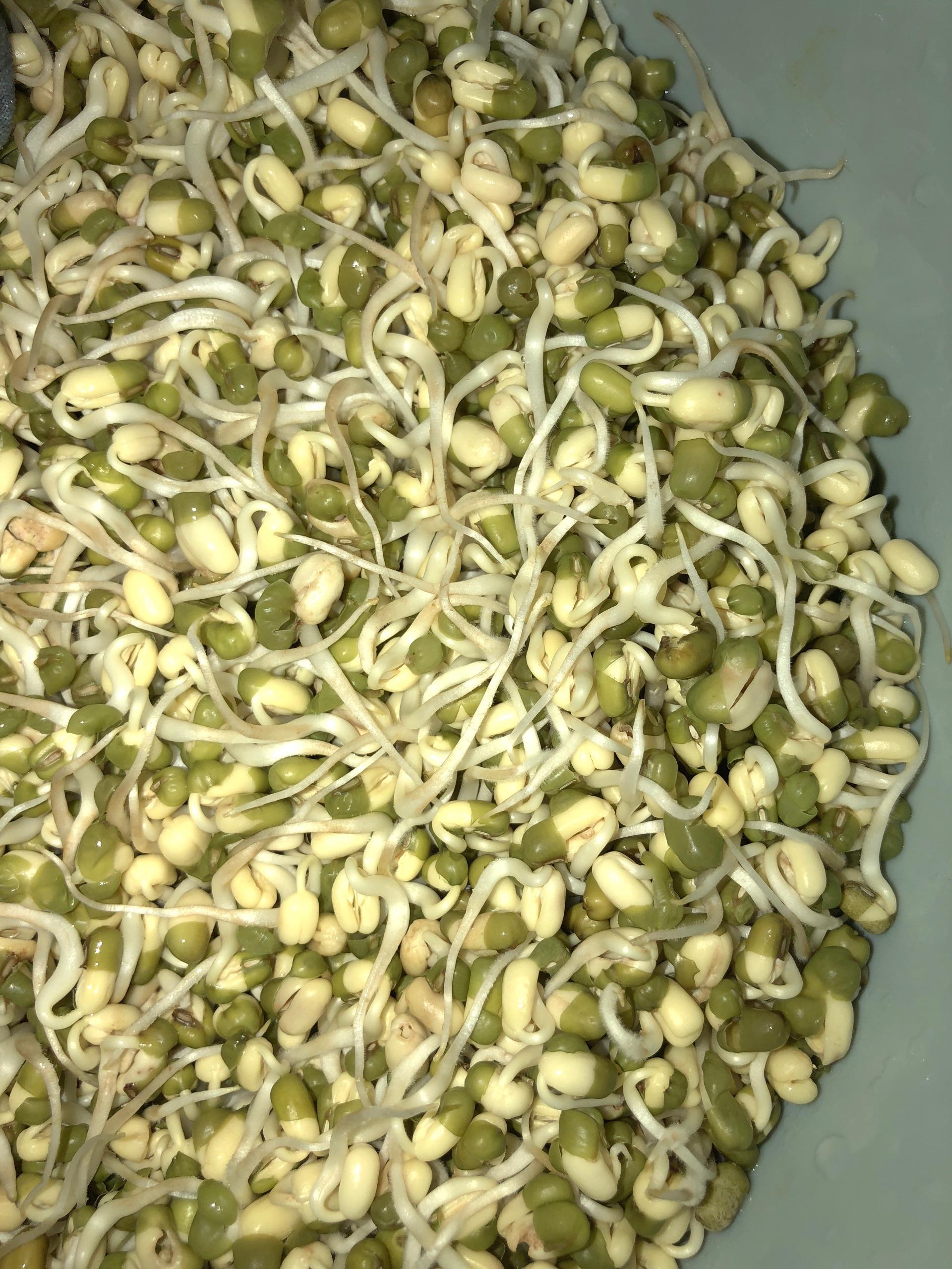 自发绿豆芽怎么做_自发绿豆芽的做法_豆果美食
